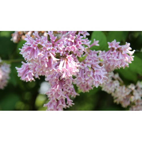 Alyva vengrinė ( lot.Syringa josikaea)