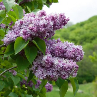 Alyva ( lot.Syringa  vulgaris) Katherine Havemeyer