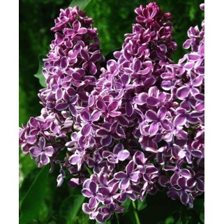 Alyva ( lot.syringa vulgaris) Sensation