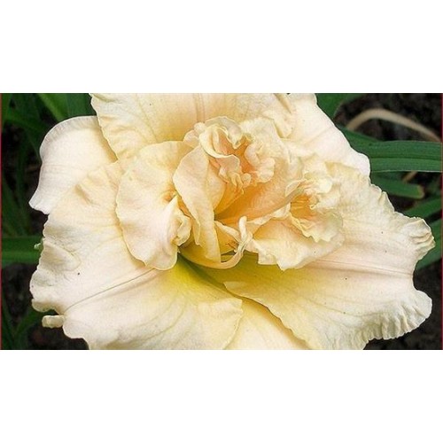 Viendienė  (lot.Hemerocallis ) Schnickel Fritz