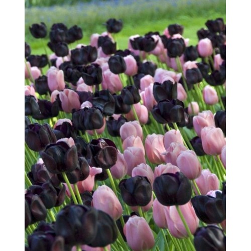 Tulpių derinys ,,Brėkštanti aušra", 100 vnt