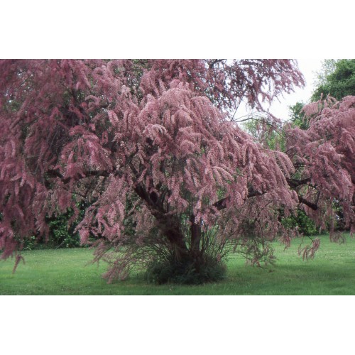 Eglūnas šakotasis( lot. Tamarix ramosissima) Pink Cascade