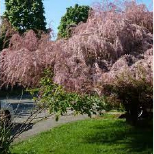 Eglūnas keturkuokis ( lot. Tamarix tetrananda)
