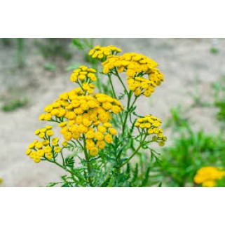 Paprastoji bitkrėsmė (lot. Tanacetum vulgare)