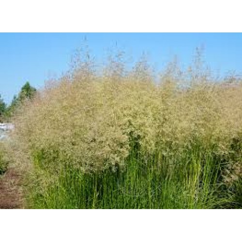 Šluotsmilgė kupstinė ( lot. Dechampasia cespitosa )  Tardiflora