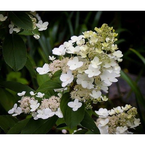 Hortenzija šluotelinė ( lot. Hydrangea paniculata) Tardiva