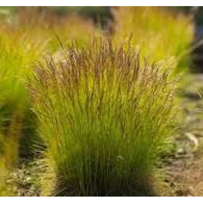 Šluotsmilgė lanksčioji ( lot. Dechampasia flexuosa) Tatra Gold