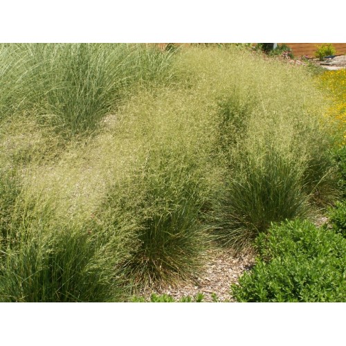 Šluotsmilgė kupstinė ( lot. Dechampasia cespitosa )  Tatrager