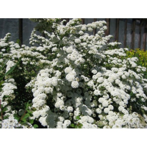 Lanksva niponinė ( lot. Spiraea nipponica) Halwards Silver