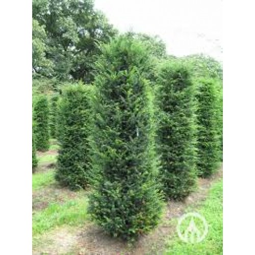 Kukmedis europinis ( lot. Taxus baccata)