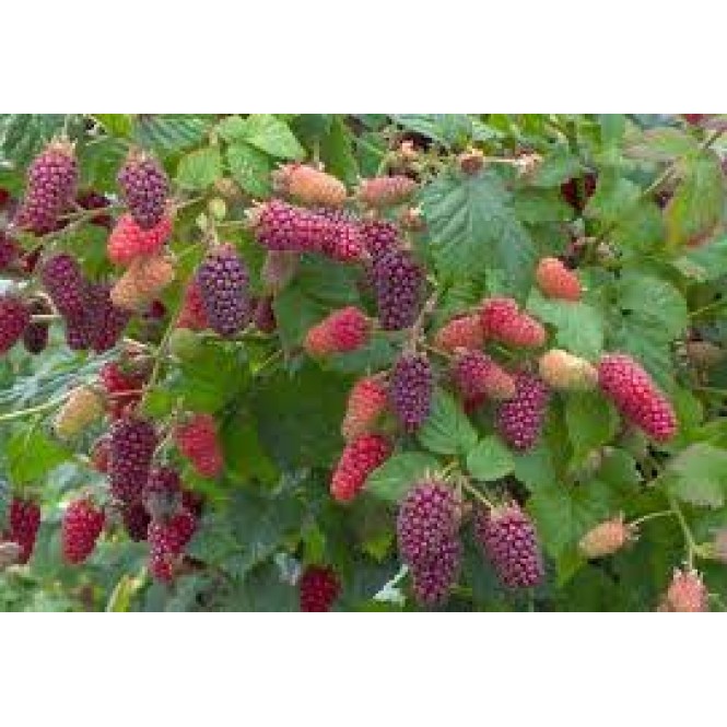 Gervuogės avietės hibridas ( lot. Rubus  fruticosus ideus)   Buckingham Tayberry