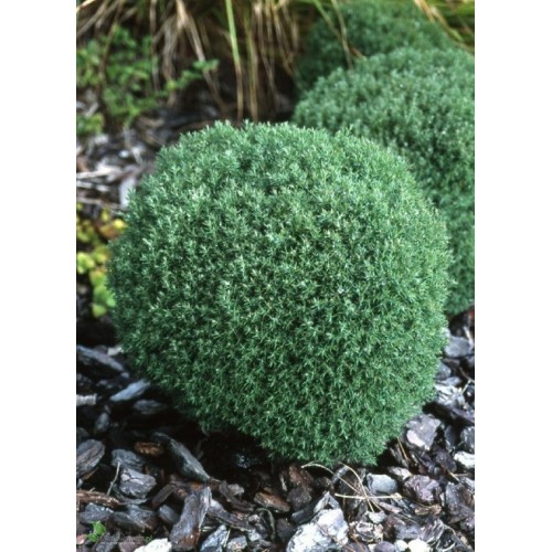 Tuja vakarinė ( lot. Tuja occidentalis) Teddy