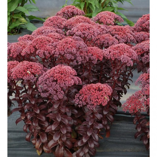 Šilokas (lot.  Sedum telephium)  Dark Magic