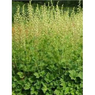 Telima didžiažiedė ( lot. Tellima grandiflora)