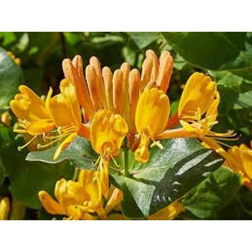 Sausmedis stambiažiedis( lot.Lonicera telmanianna)