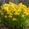 Narcizas ciklameninis ( lot. Narcissus) Tete a Tete, 100 vnt