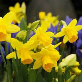 Narcizas ciklameninis ( lot. Narcissus) Tete a Tete, 20 vnt Narcizas ciklameninis ( lot. Narcissus) Tete a Tete, 20 vnt