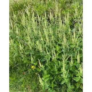 Berutis miškinis( lot. Teucrium  scorodonia)