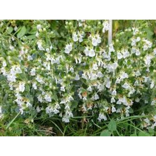 Berutis vaistinis ( lot. Teucrium  chamaedrys) Album