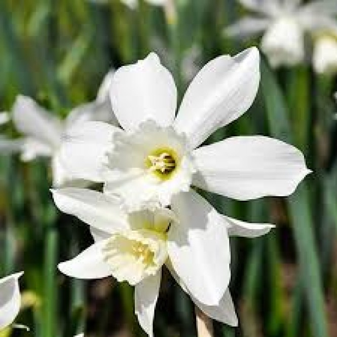 Narcizas daugiažiedis ( lot. Narcissus)  Thalia, 10 vnt