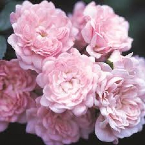 Rožė ( lot. Rosa ) The Fairy