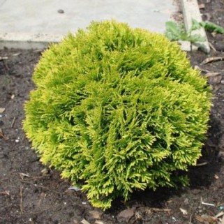 Tuja vakarinė ( lot. Tuja occidentalis) Mirjam
