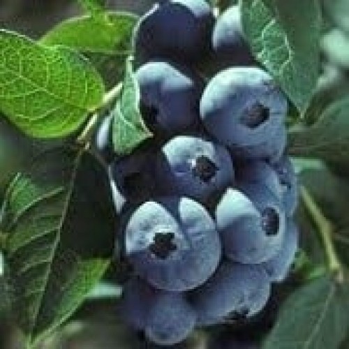 Šilauogė aukštoji ( lot. Vaccinium corymbosum) Elizabeth