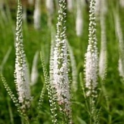 Veronika ilgalapė  (lot. Veronica longifolia)  Alba