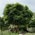 Ąžuolas pelkinis ( lot. Acer palustris) Green Dwarf