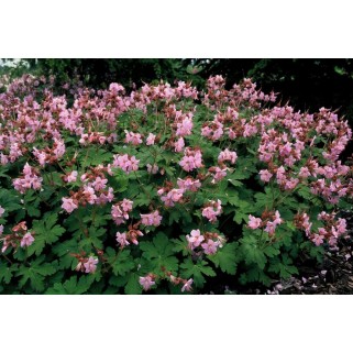 Snaputis stambiašaknis (lot. Geranium x macrorhizum) Ingwersen