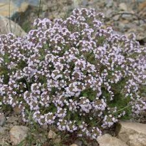 Čiobrelis paprastasis ( lot. Thymus vulgaris) Compactum