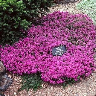 Čiobrelis ( lot. Thymus praecox) Coccineus