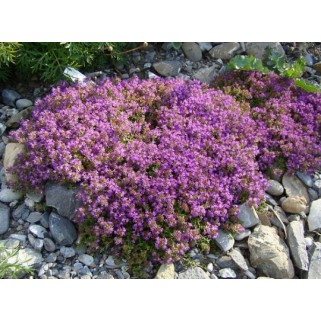 Čiobrelis ( lot. Thymus praecox) Purple Beauty