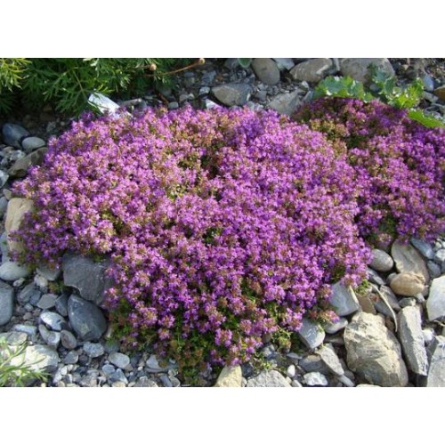 Čiobrelis ( lot. Thymus rotundifolius) Purpurtepich