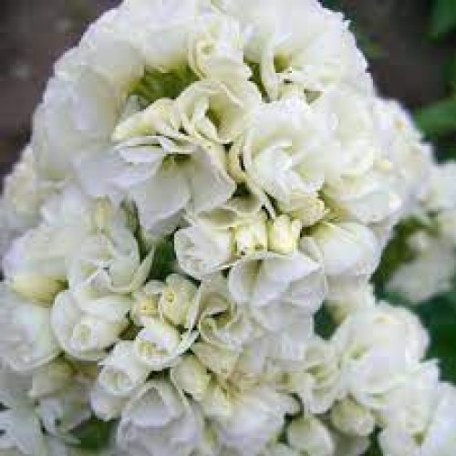 Flioksas ( Phlox paniculata)  Tiara