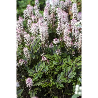 Tiarelė ( lot. Tiarella ) Angel Wings