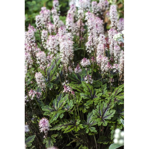 Tiarelė ( lot. Tiarella ) Angel Wings