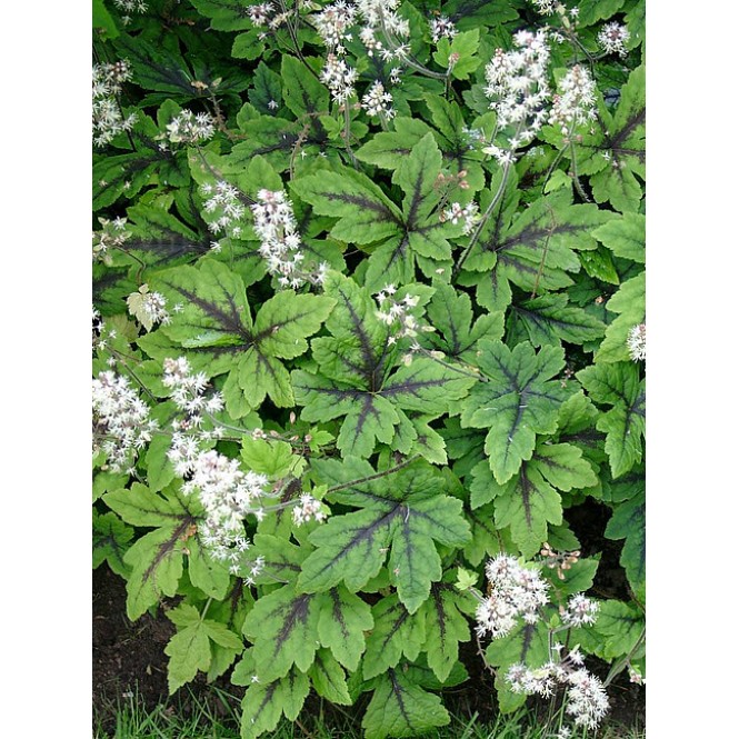 Tiarelė ( lot. Tiarella ) Iron Butterfly