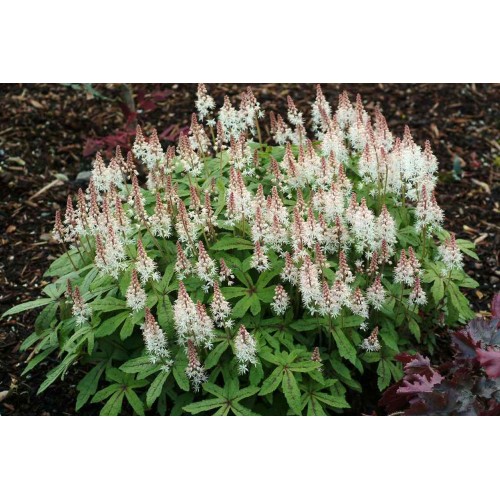 Tiarelė ( lot. Tiarella ) Spring Symphomy