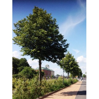 Liepa mažalapė ( lot. Tilia cordata) 