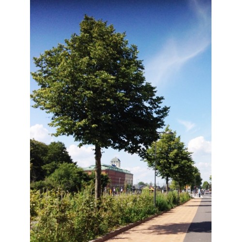 Liepa mažalapė ( lot. Tilia cordata) 