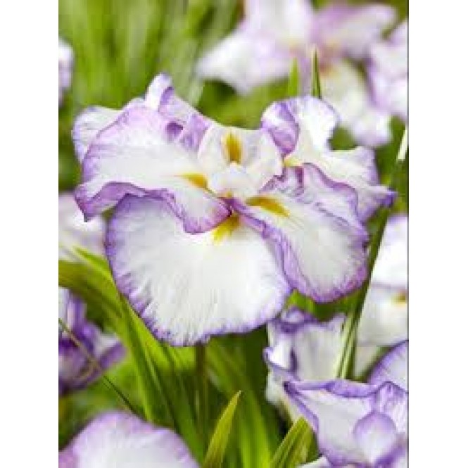 Vilkdalgis japoninis (lot. Iris ensata) Dinner Plate Tiramisu