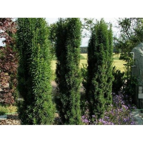 Kukmedis europinis ( lot. Taxus baccata )  Green Tower