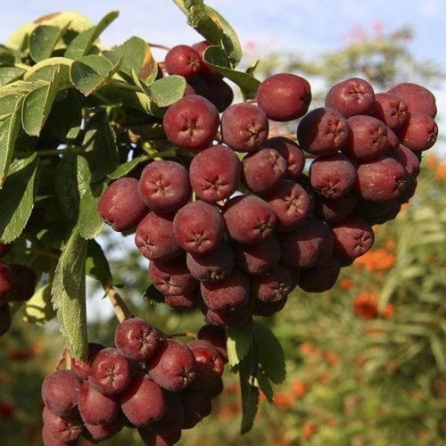 Šermukšnis valgomasis ( lot. Sorbus spp.) Titan