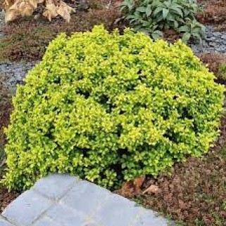 Raugerškis tunbergo ( lot. Berberis thunbergii) Tiny Gold