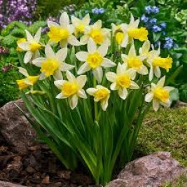 Narcizas ( lot.Narcissus) Topolino,  5 vnt Narcizas ( lot.Narcissus) Topolino,  5 vnt