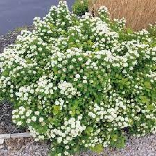 Lanksva beržalapė ( lot. Spiraea betulifolia) Tor