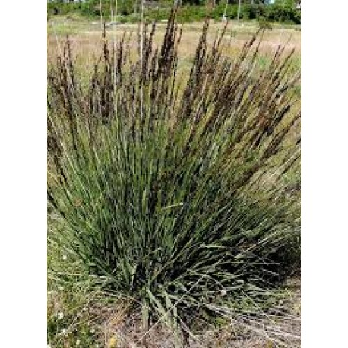 Melvenė  melsvoji ( lot. Molinia careluea) Torch