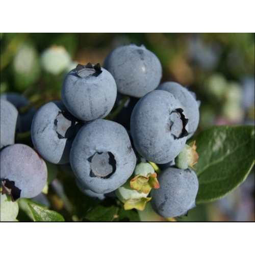 Šilauogė aukštoji ( lot. Vaccinium corymbosum) Toro