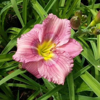 Viendienė  (lot.Hemerocallis ) Siloam New Toy